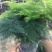 文竹盆栽植物室内花卉办公室桌面绿植好养四季常青景观竹子