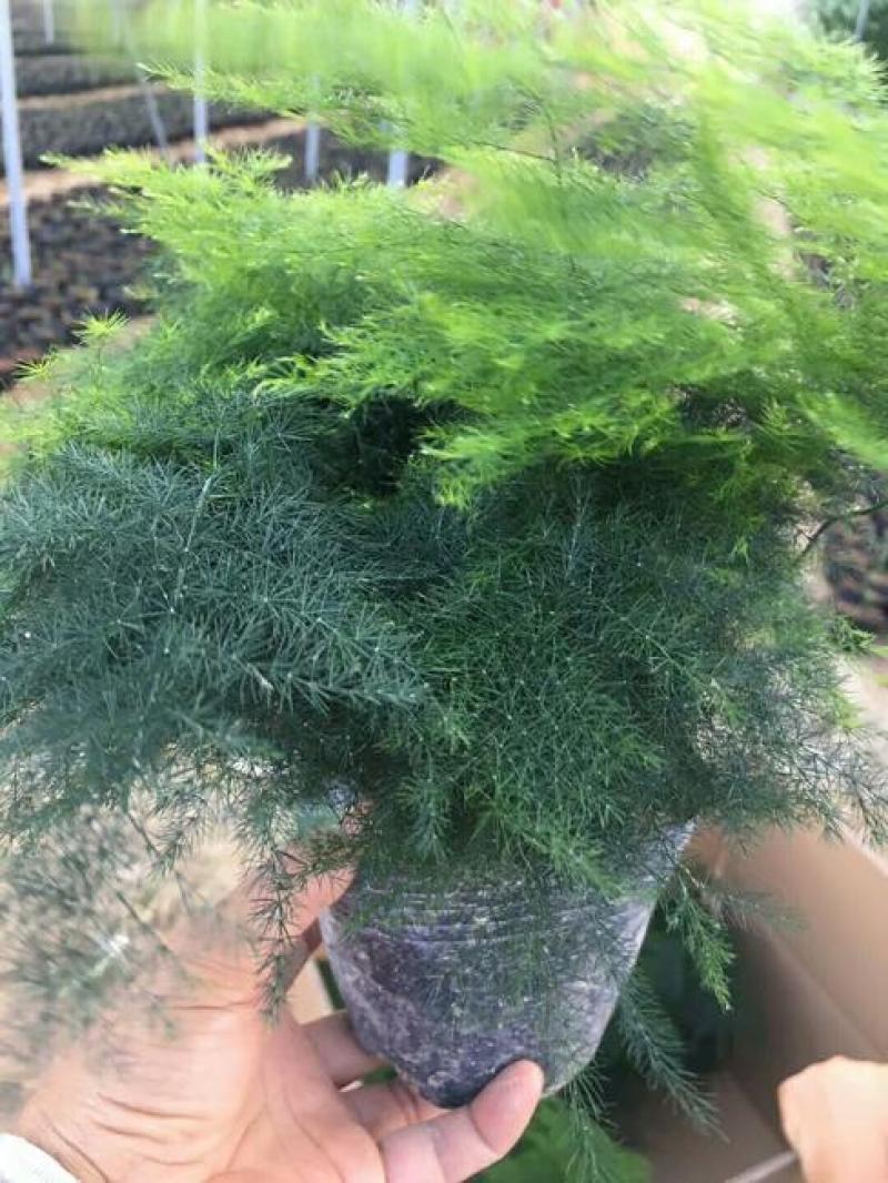 文竹盆栽植物室内花卉办公室桌面绿植好养四季常青景观竹子