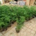文竹盆栽植物室内花卉办公室桌面绿植好养四季常青景观竹子