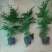文竹盆栽植物室内花卉办公室桌面绿植好养四季常青景观竹子