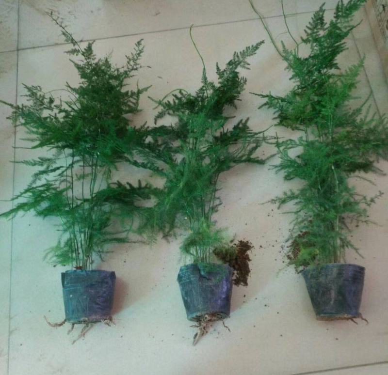 文竹盆栽植物室内花卉办公室桌面绿植好养四季常青景观竹子