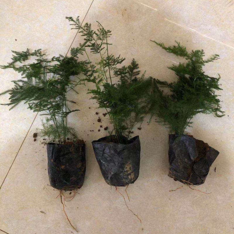 文竹盆栽植物室内花卉办公室桌面绿植好养四季常青景观竹子