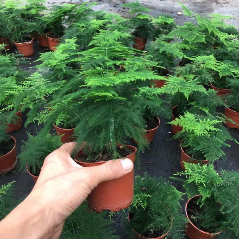 文竹盆栽植物室内花卉办公室桌面绿植好养四季常青景观竹子