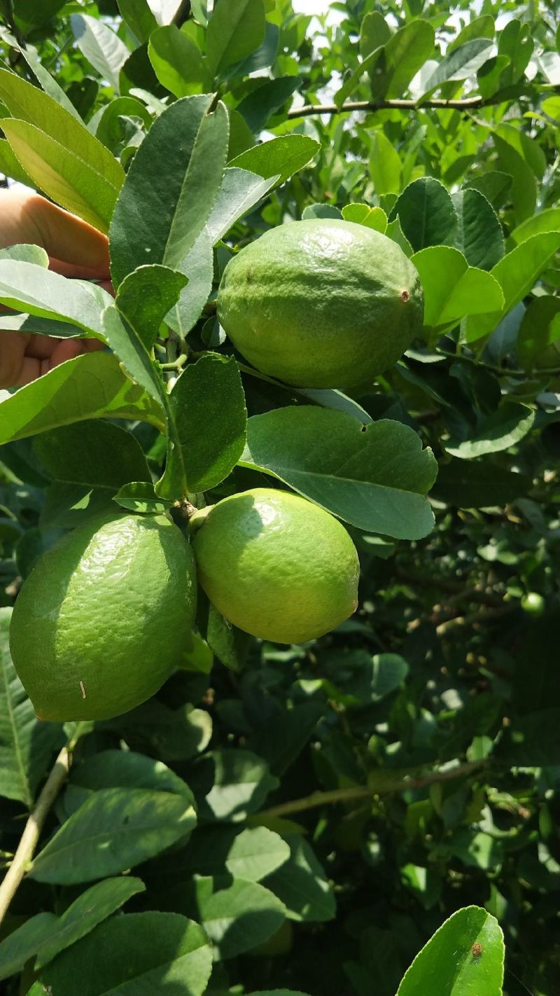 广东香水柠檬