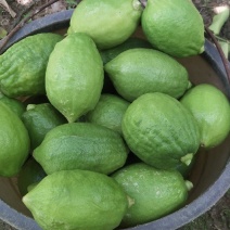 广东香水柠檬