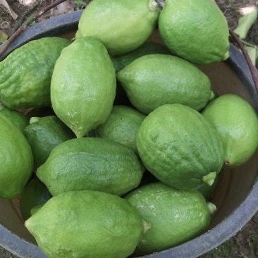广东香水柠檬