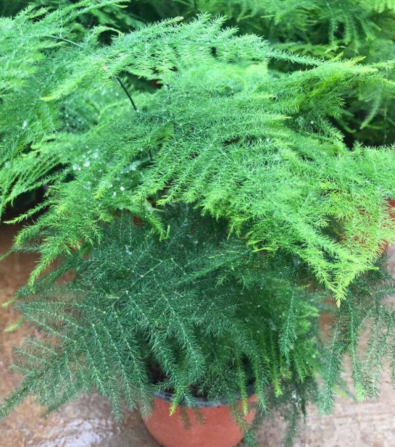 文竹种子四季播种盆栽植物花卉室内观赏桌面阳台净化空气园艺