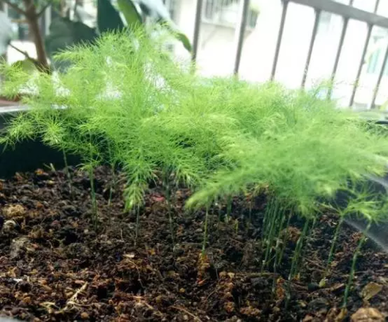 文竹种子四季播种盆栽植物花卉室内观赏桌面阳台净化空气园艺