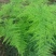 文竹种子四季播种盆栽植物花卉室内观赏桌面阳台净化空气园艺