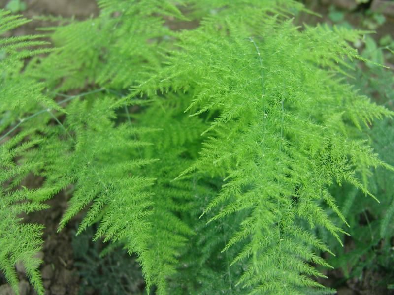 文竹种子四季播种盆栽植物花卉室内观赏桌面阳台净化空气园艺
