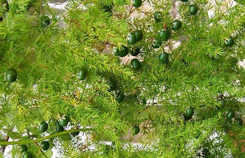 文竹种子四季播种盆栽植物花卉室内观赏桌面阳台净化空气园艺
