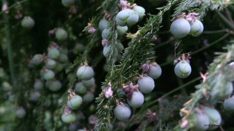 文竹种子四季播种盆栽植物花卉室内观赏桌面阳台净化空气园艺