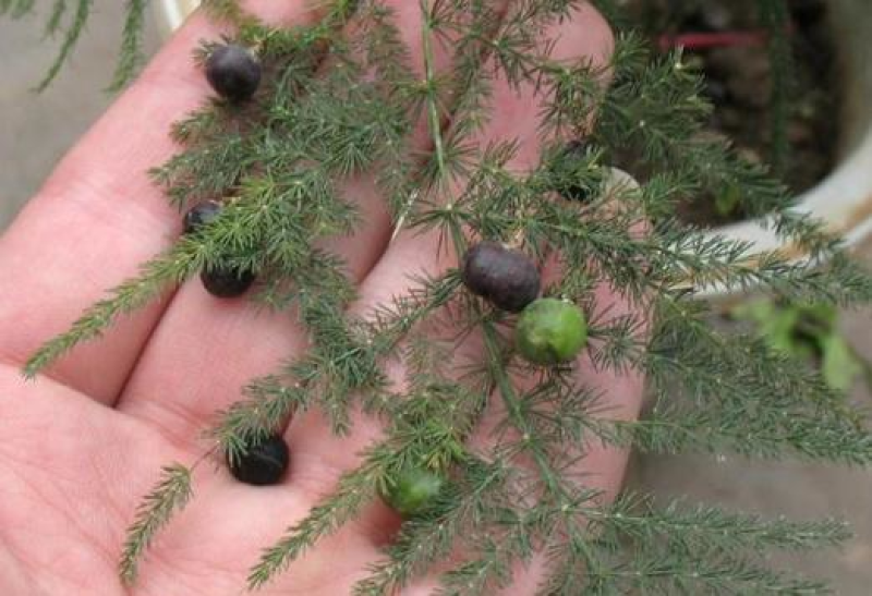 文竹种子四季播种盆栽植物花卉室内观赏桌面阳台净化空气园艺