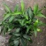 竹柏盆栽植物四季常青好养活驱蚊净化空气绿植