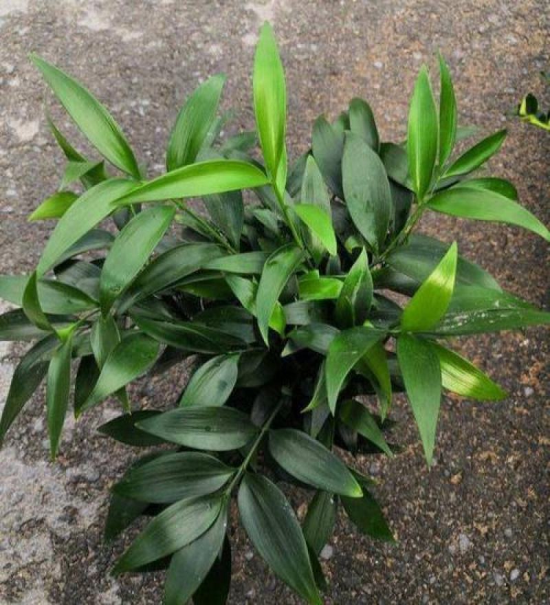 竹柏盆栽植物四季常青好养活驱蚊净化空气绿植