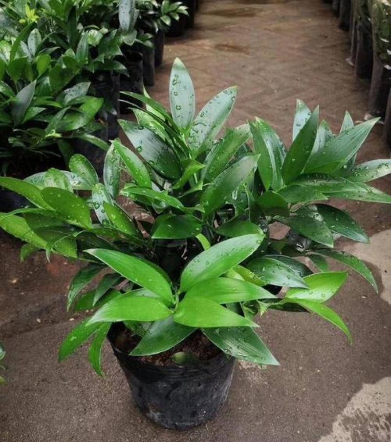 竹柏盆栽植物四季常青好养活驱蚊净化空气绿植