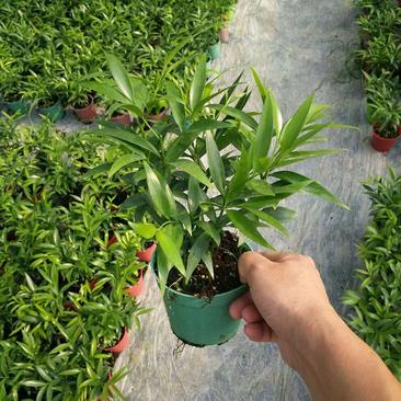 竹柏盆栽植物四季常青好养活驱蚊净化空气绿植