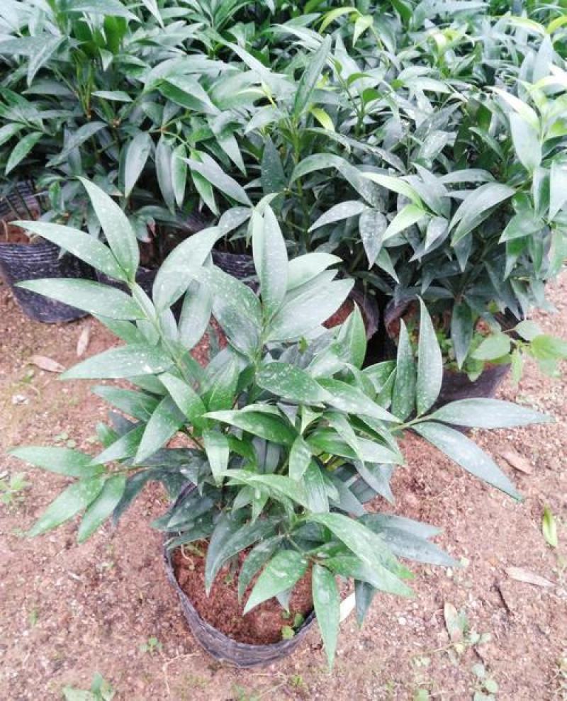 竹柏盆栽植物四季常青好养活驱蚊净化空气绿植