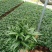 竹柏盆栽植物四季常青好养活驱蚊净化空气绿植