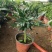 竹柏盆栽植物四季常青好养活驱蚊净化空气绿植