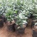 竹柏盆栽植物四季常青好养活驱蚊净化空气绿植