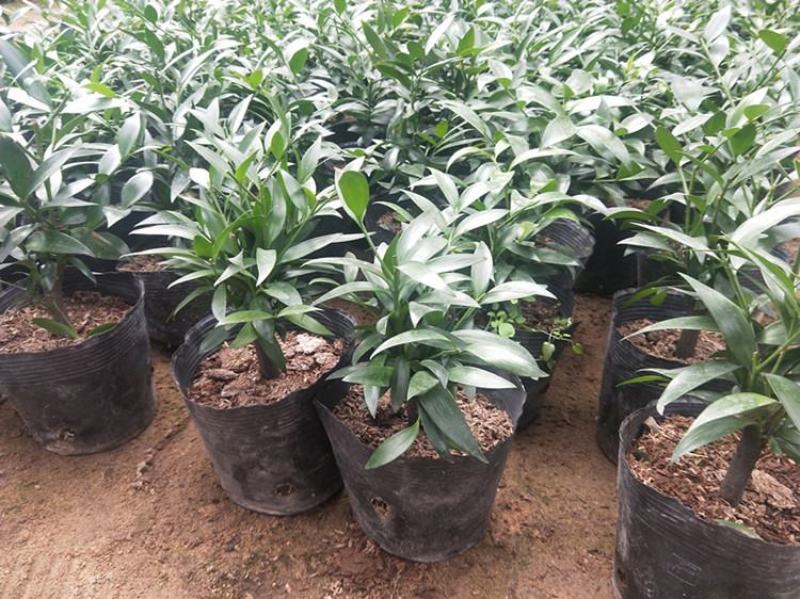 竹柏盆栽植物四季常青好养活驱蚊净化空气绿植