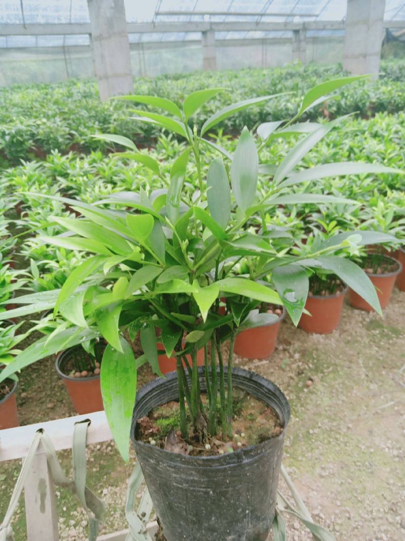 竹柏盆栽植物四季常青好养活驱蚊净化空气绿植