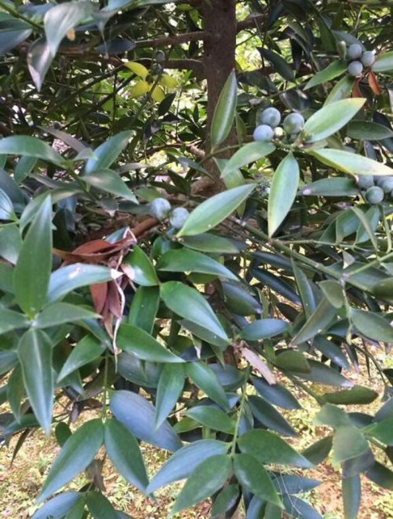 竹柏种子四季长青绿化林木花木新采大叶竹柏小叶竹柏盆景植物