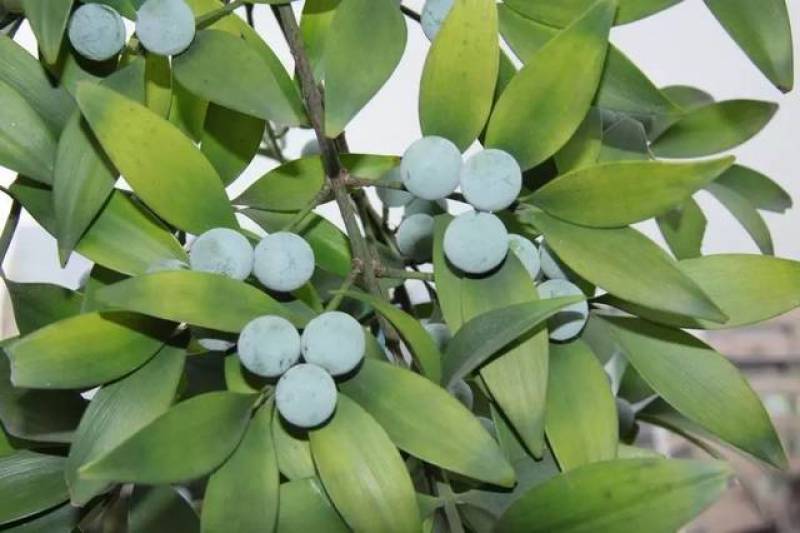 竹柏种子四季长青绿化林木花木新采大叶竹柏小叶竹柏盆景植物