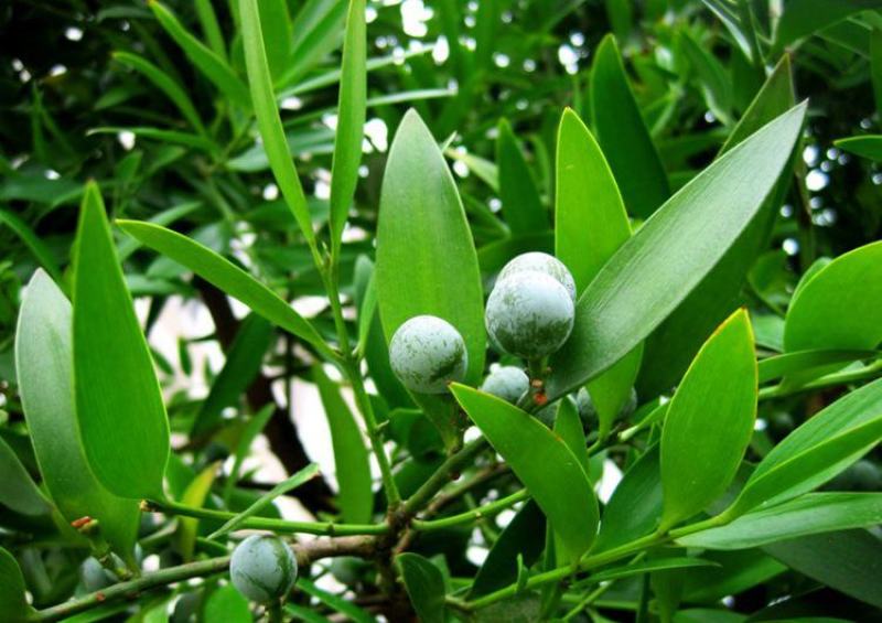 竹柏种子四季长青绿化林木花木新采大叶竹柏小叶竹柏盆景植物
