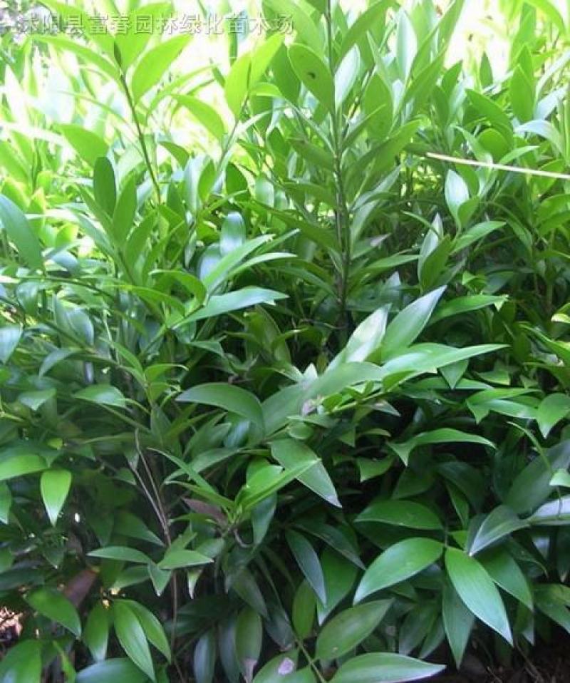竹柏种子四季长青绿化林木花木新采大叶竹柏小叶竹柏盆景植物