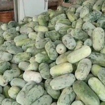 河北衡水宝华疏菜市场，万亩冬瓜正在大量上市中