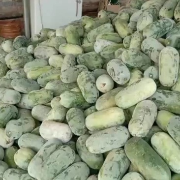 河北衡水宝华疏菜市场，万亩冬瓜正在大量上市中
