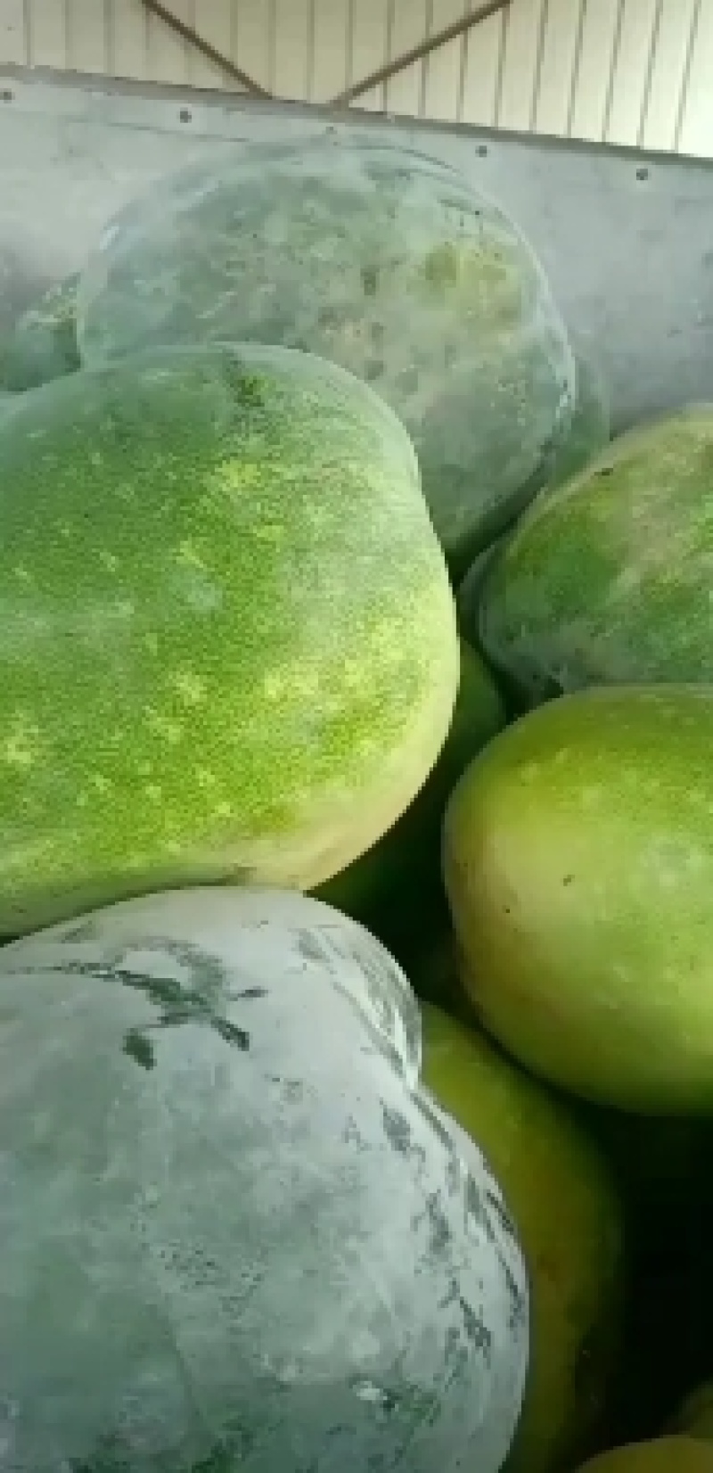 河北衡水宝华疏菜市场，万亩冬瓜正在大量上市中