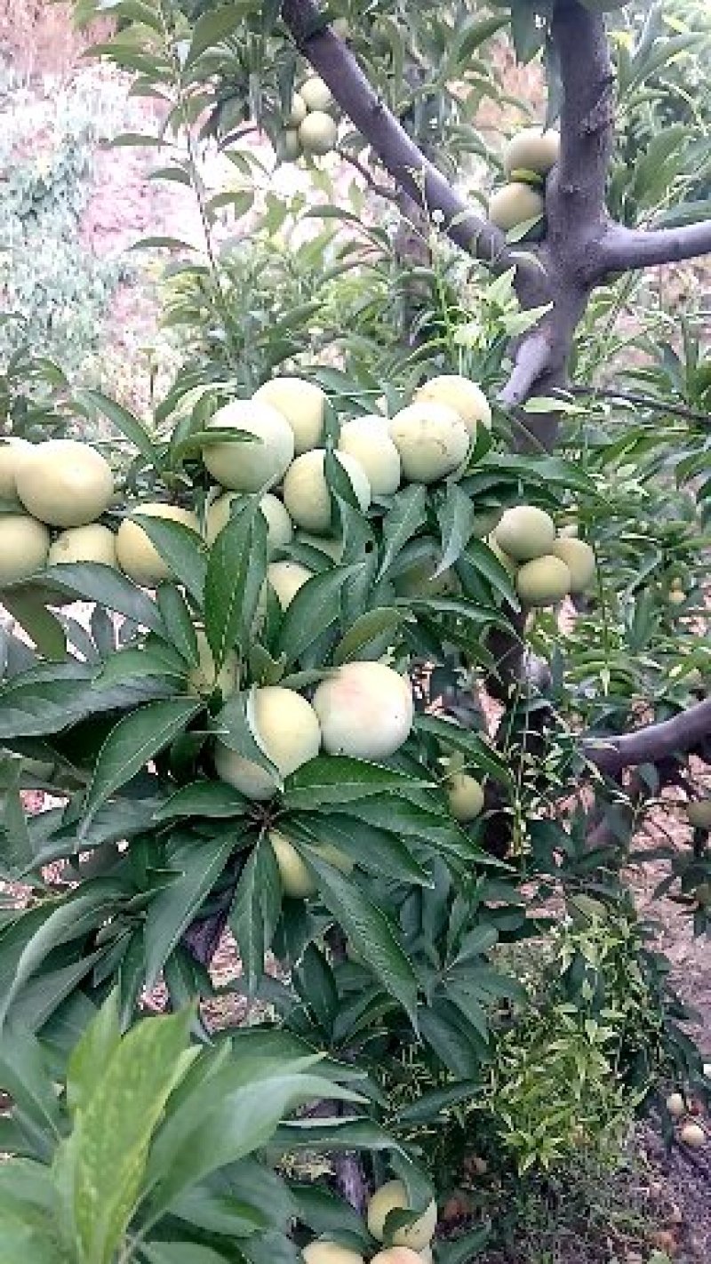 青脆李子