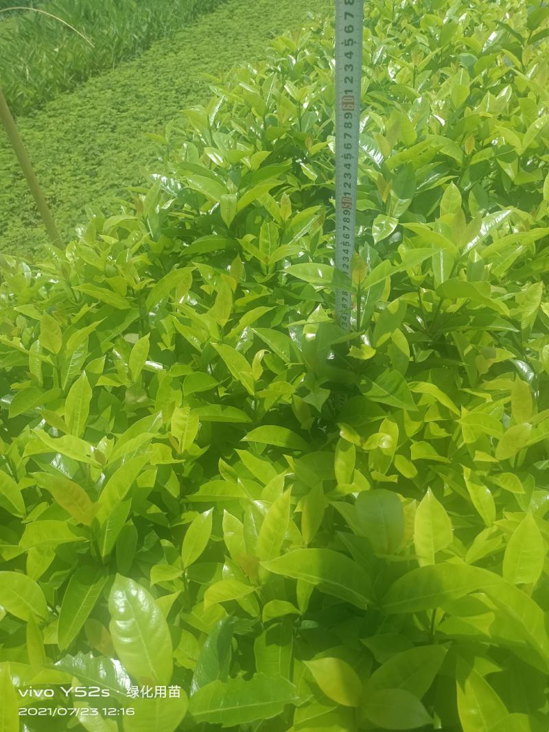 精品大叶龙船花