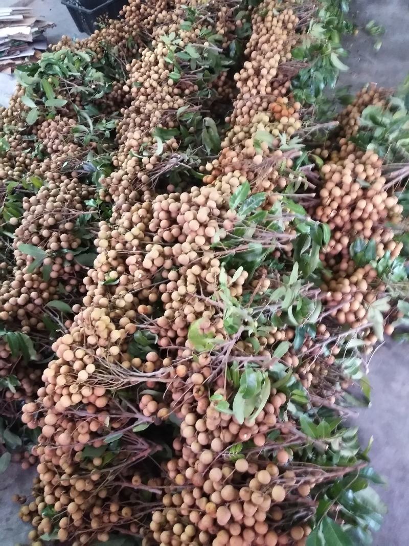 茂名原产地精品龙眼大量上市，承接全国各地采购商前来定购，
