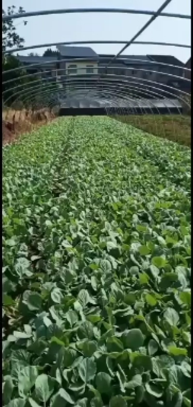 白菜苗（品种丰圆913多途)基地直供可以开发票
