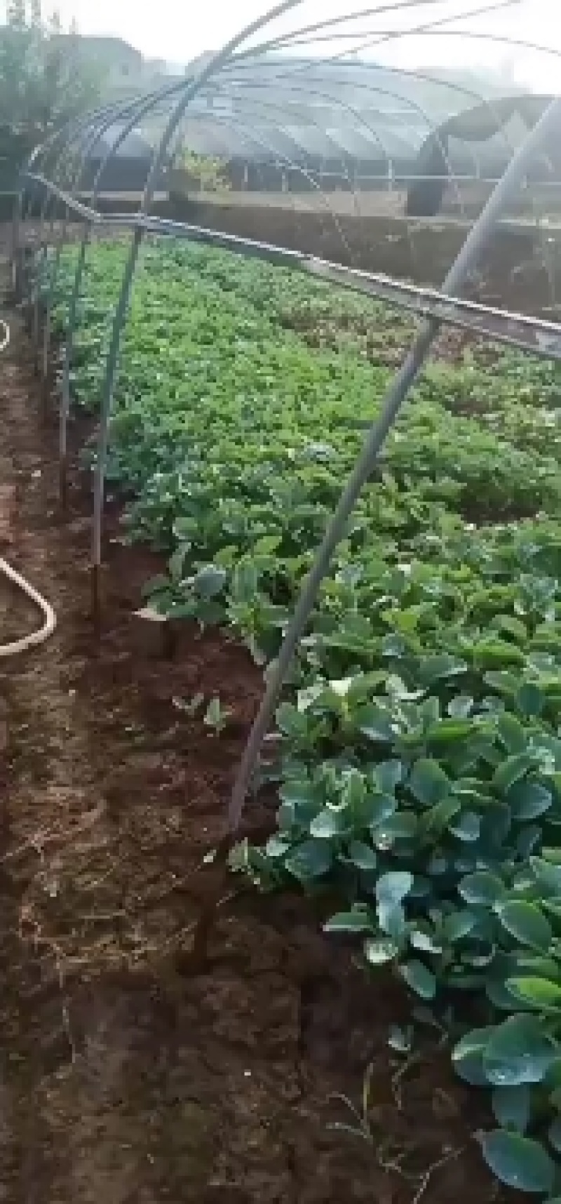 白菜苗（品种丰圆913多途)基地直供可以开发票