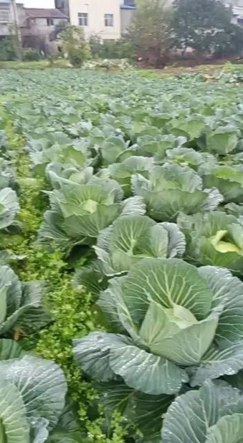 白菜苗（品种丰圆913多途)基地直供可以开发票