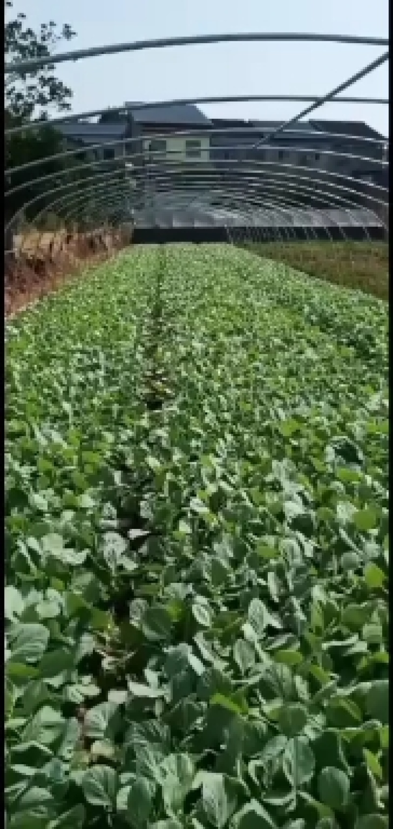 白菜苗（品种丰圆913多途)基地直供可以开发票