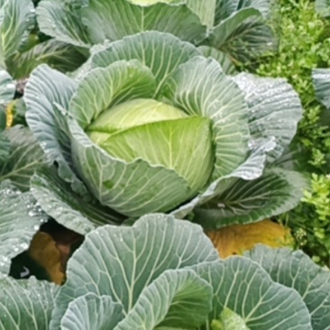 白菜苗（品种丰圆913多途)基地直供可以开发票