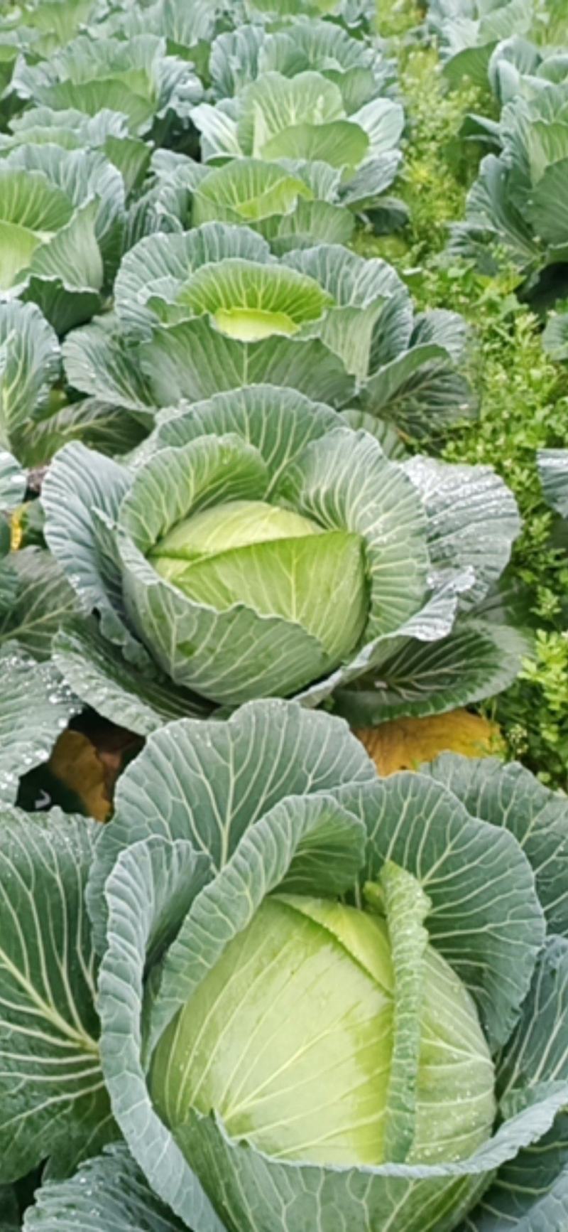 白菜苗（品种丰圆913多途)基地直供可以开发票