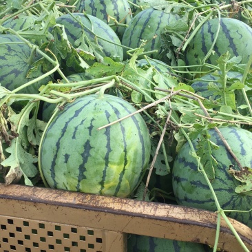 西瓜之乡，京欣西瓜，确保新鲜，欢迎新老客户定购，