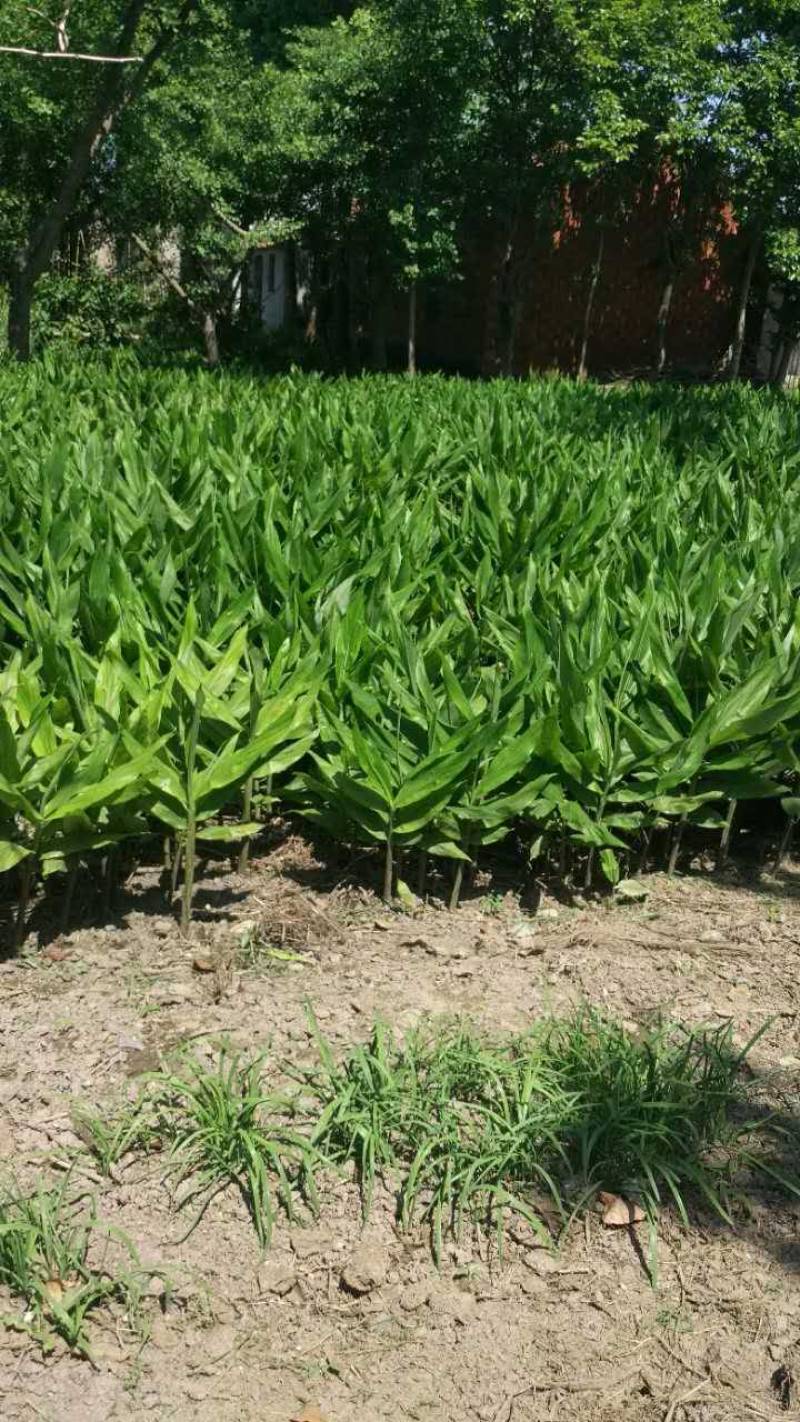 贵州安顺特色洋荷，无公害农产品，新鲜美味，现摘现发可面议