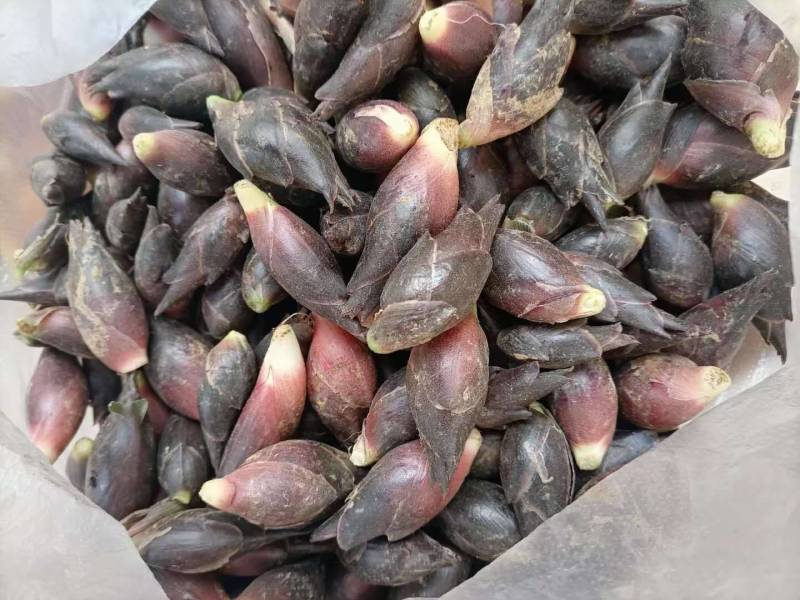 贵州安顺特色洋荷，无公害农产品，新鲜美味，现摘现发可面议