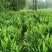 贵州安顺特色洋荷，无公害农产品，新鲜美味，现摘现发可面议