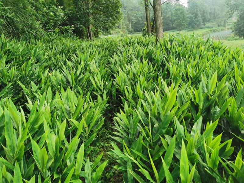 贵州安顺特色洋荷，无公害农产品，新鲜美味，现摘现发可面议