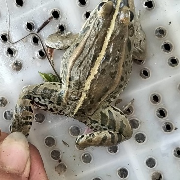 湖北养殖青蛙，物流迅速，口感肥嫩！全国发货大部分次日可达