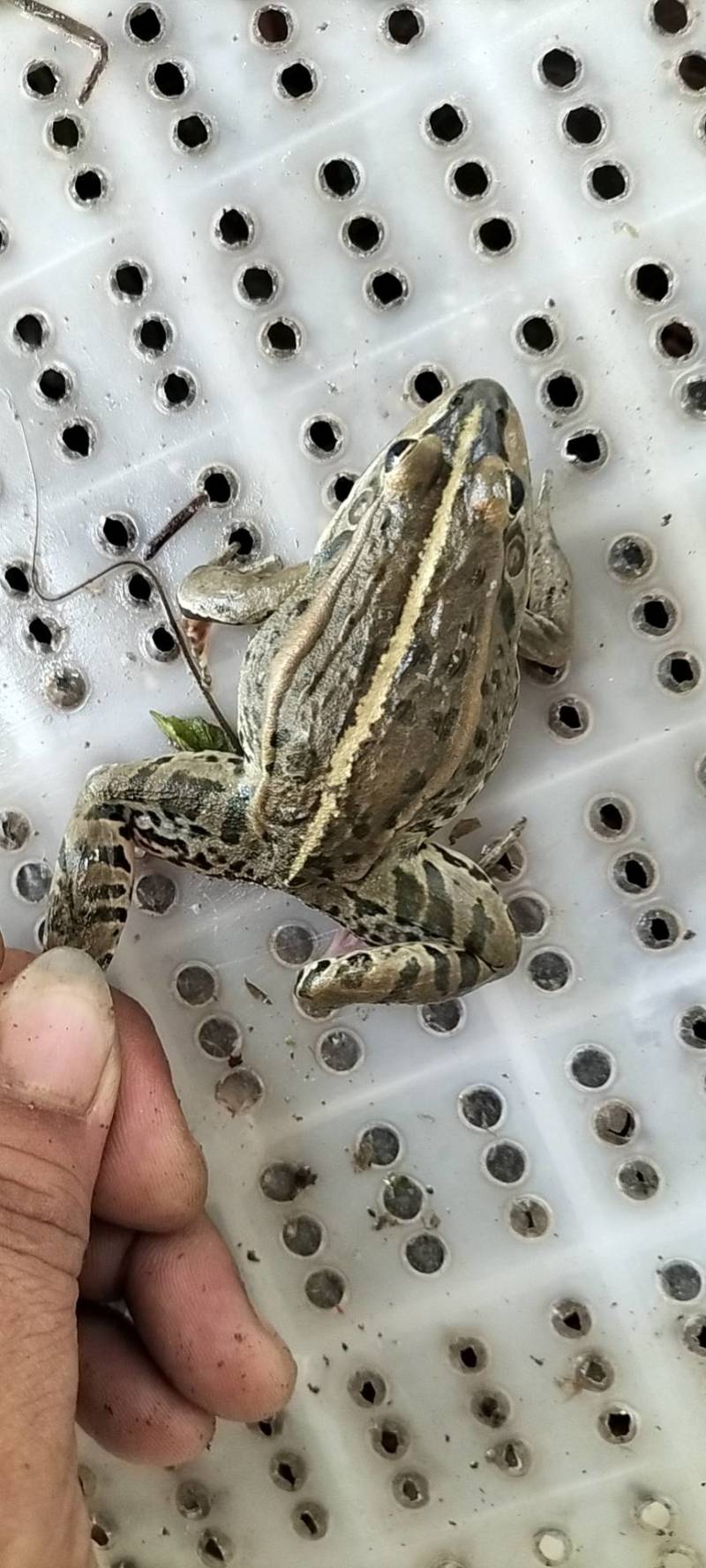 湖北养殖青蛙，物流迅速，口感肥嫩！全国发货大部分次日可达